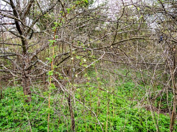 Underbrush Clearing in Muncie