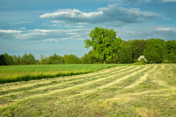 Cost of Vegetation Removal in Muncie