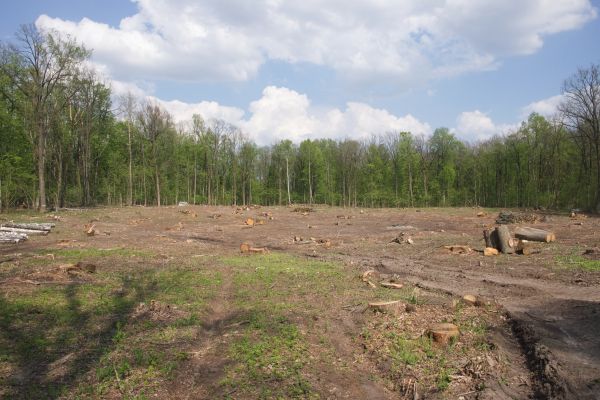 Pasture Clearing in Muncie