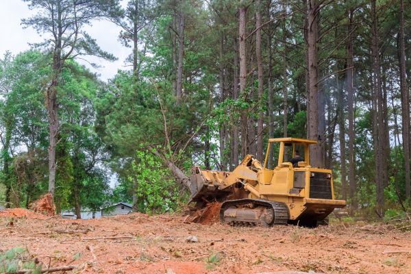 Forest Thinning in Muncie